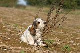 PTIT BASSET GRIFFON V.  039